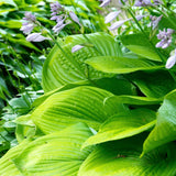 Hosta 'Sum and Substance'