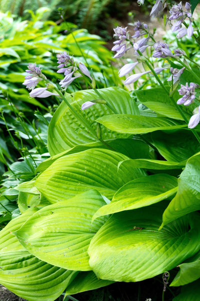 Hosta 'Sum and Substance'