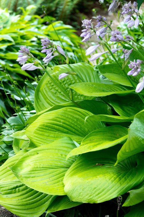 Hosta 'Sum and Substance'