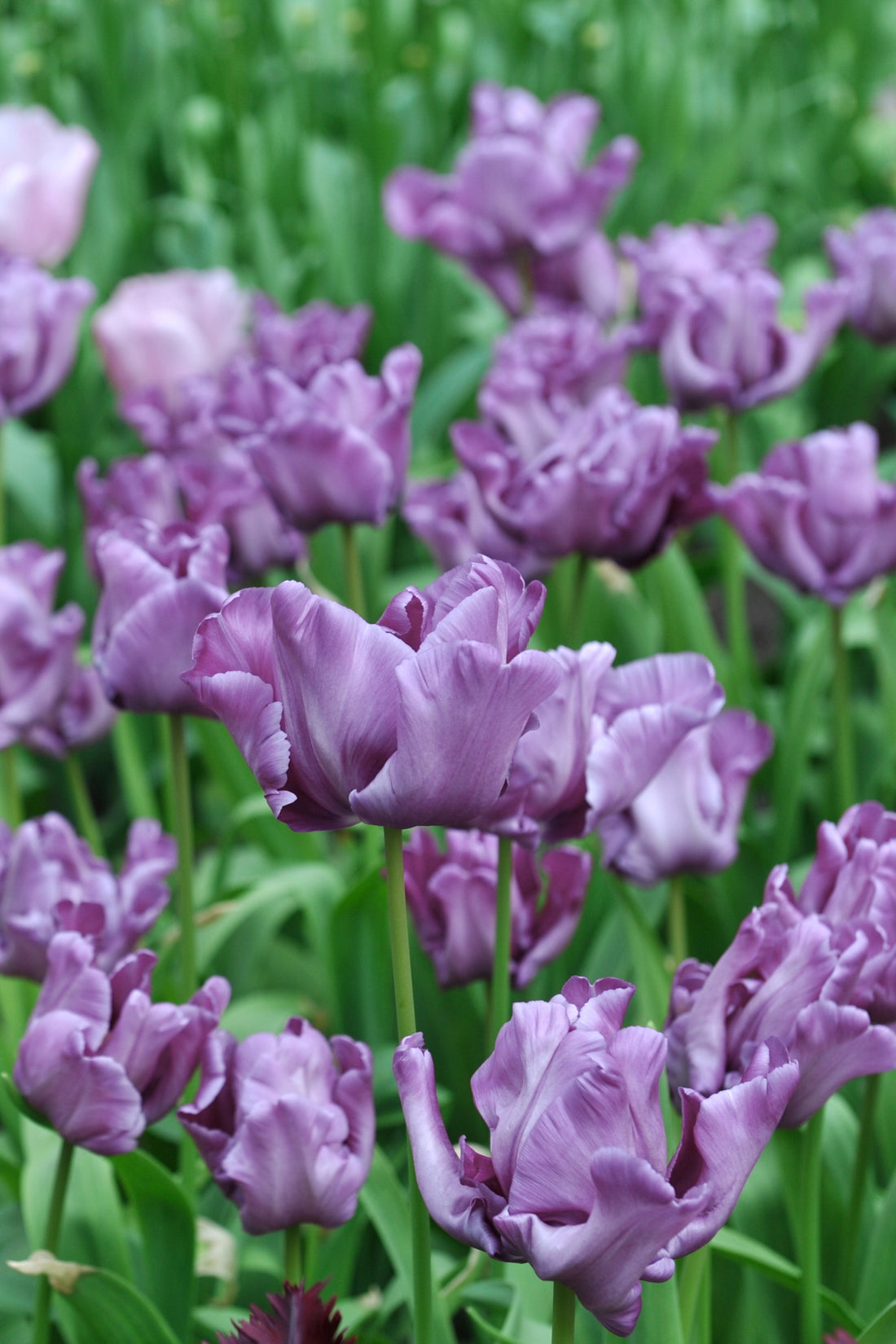 Tulp &