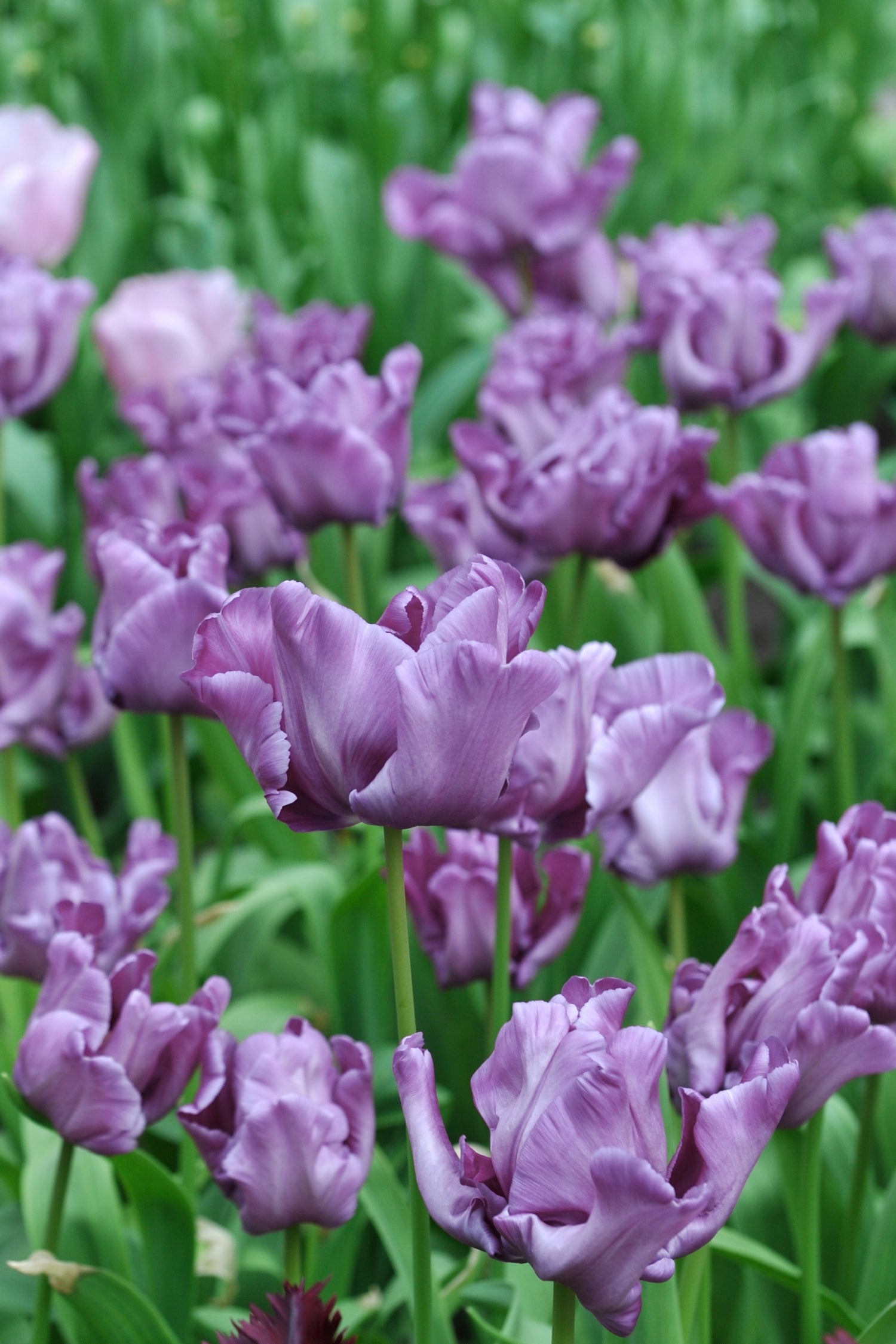 Tulp &