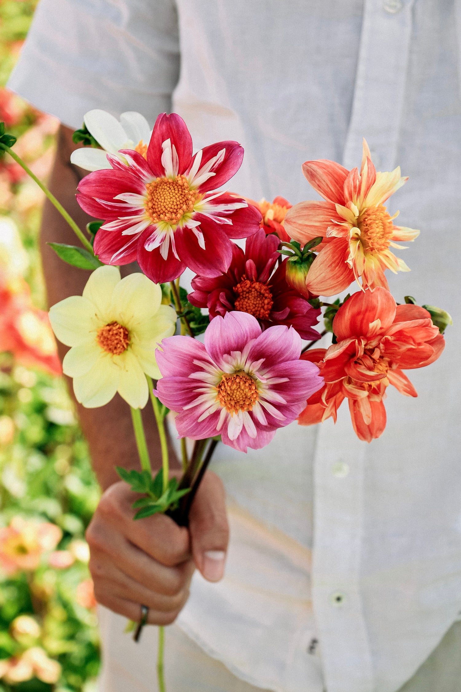 Dahlia pinnata &