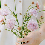 Didiscus caeruleus 'lace pink'-Angelo