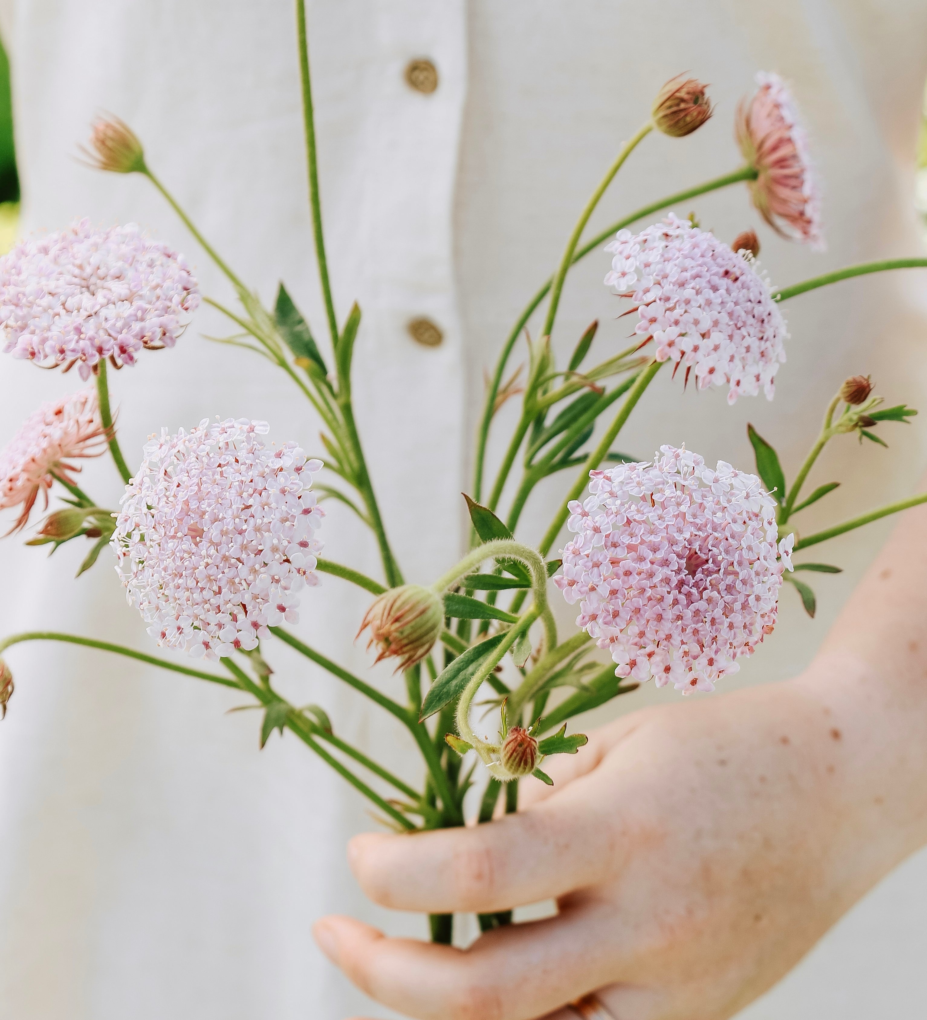 Didiscus caeruleus 'lace pink'-Angelo
