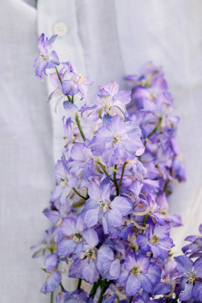 Delphinium consolida &