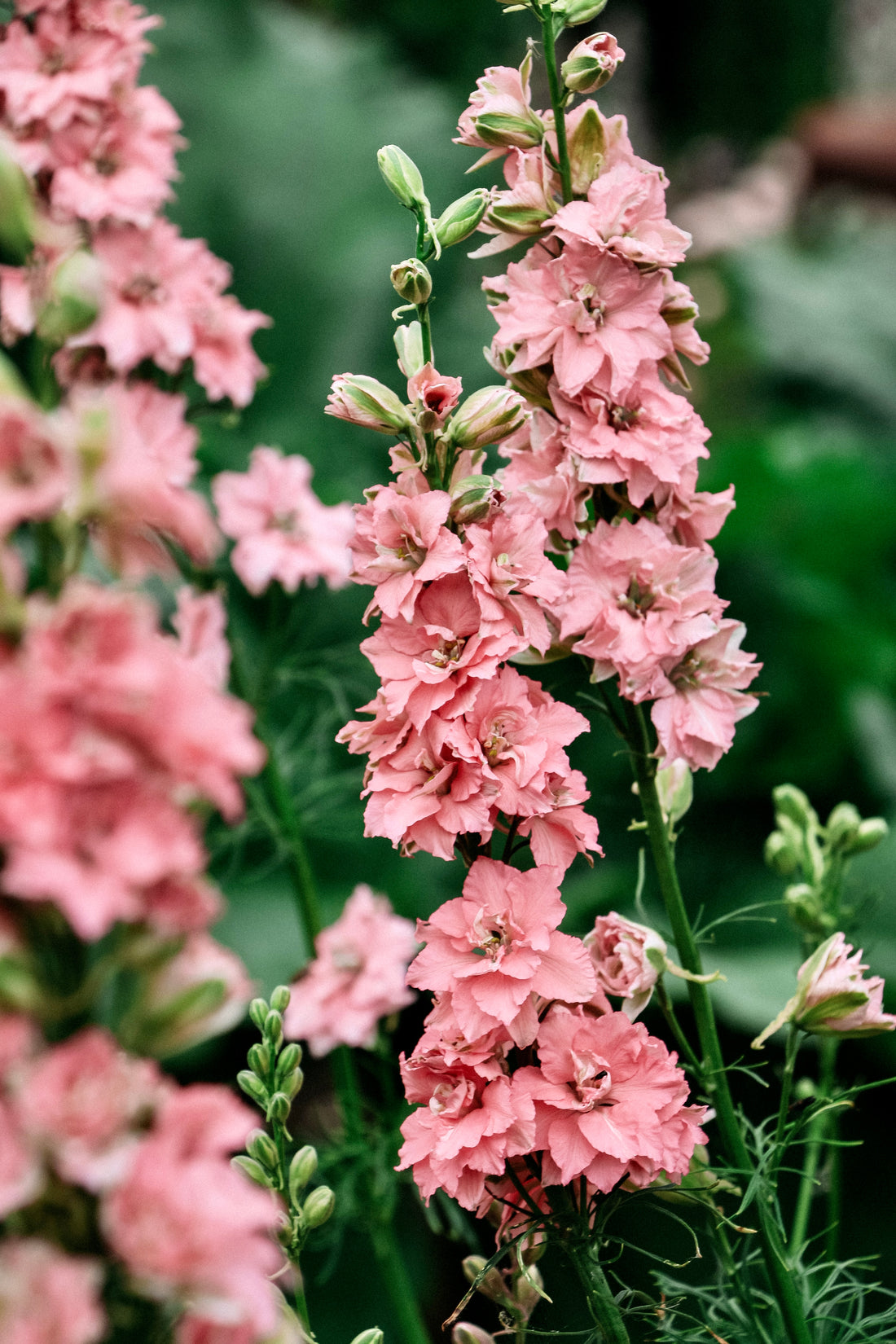 Delphinium consolida &