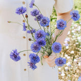 Centaurea cyanus 'blue boy'-Angelo