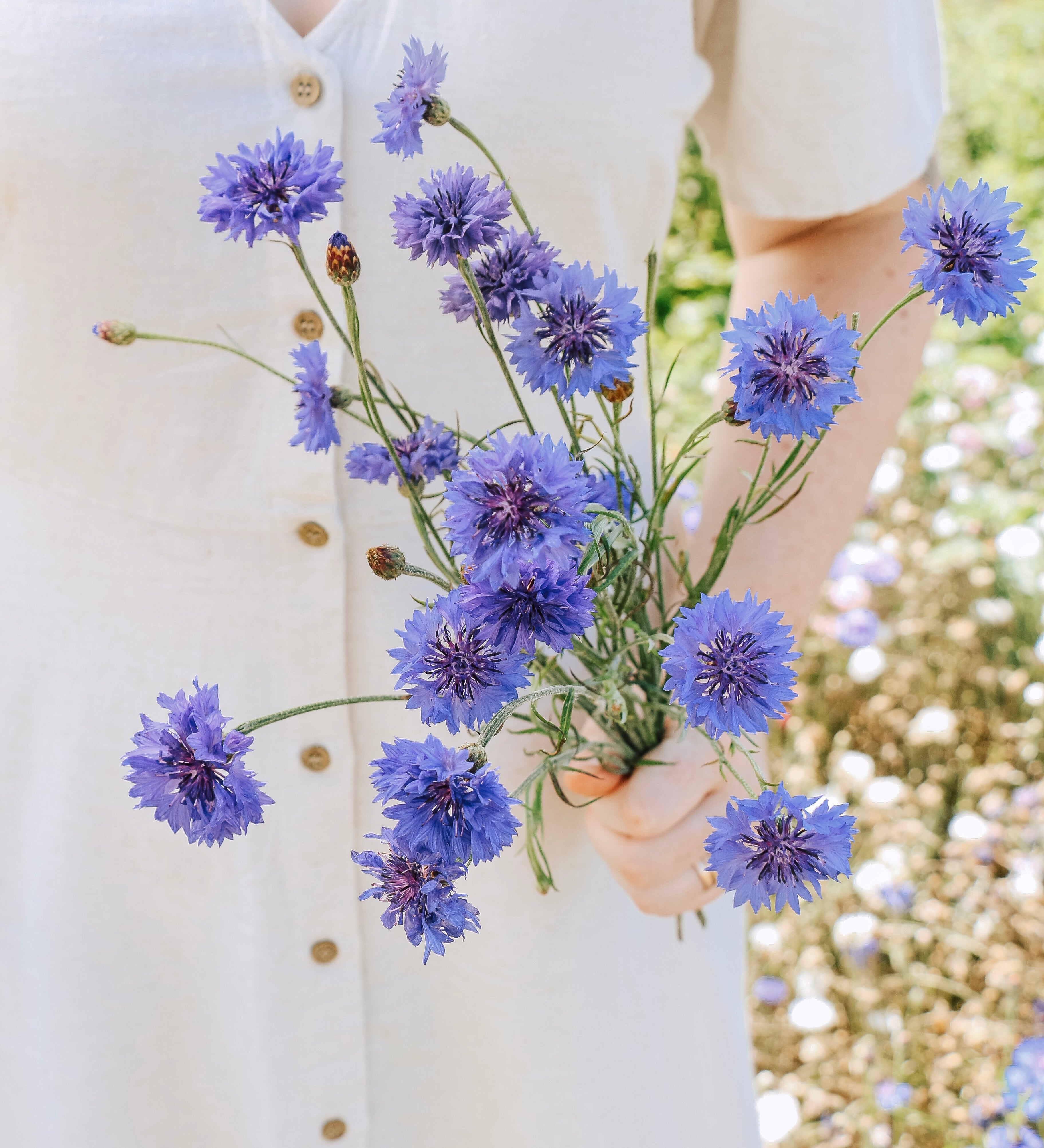 Centaurea cyanus 'blue boy'-Angelo
