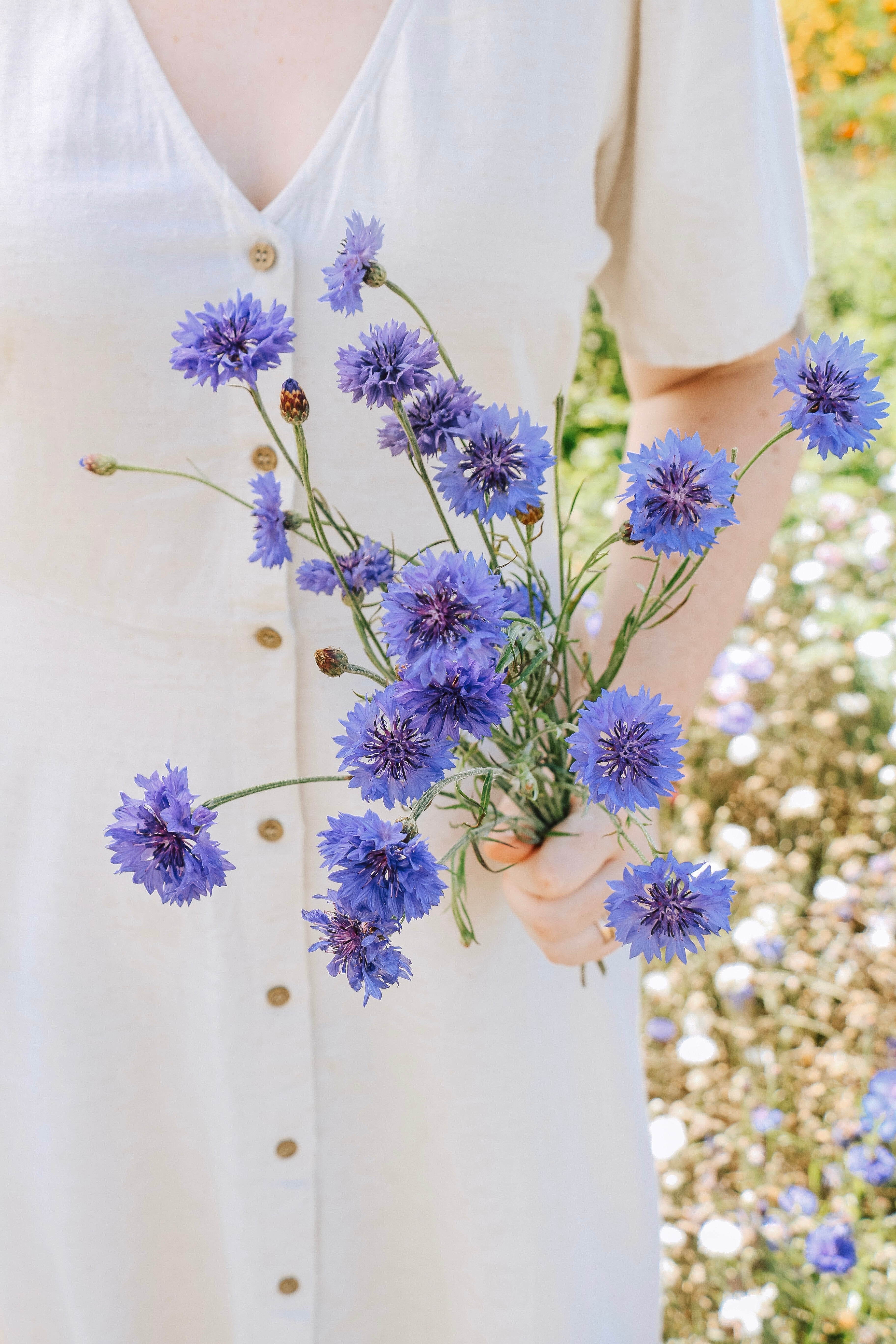 Centaurea cyanus 'blue boy'-Angelo
