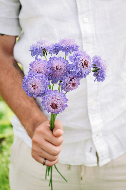 Scabiosa atropurpurea &