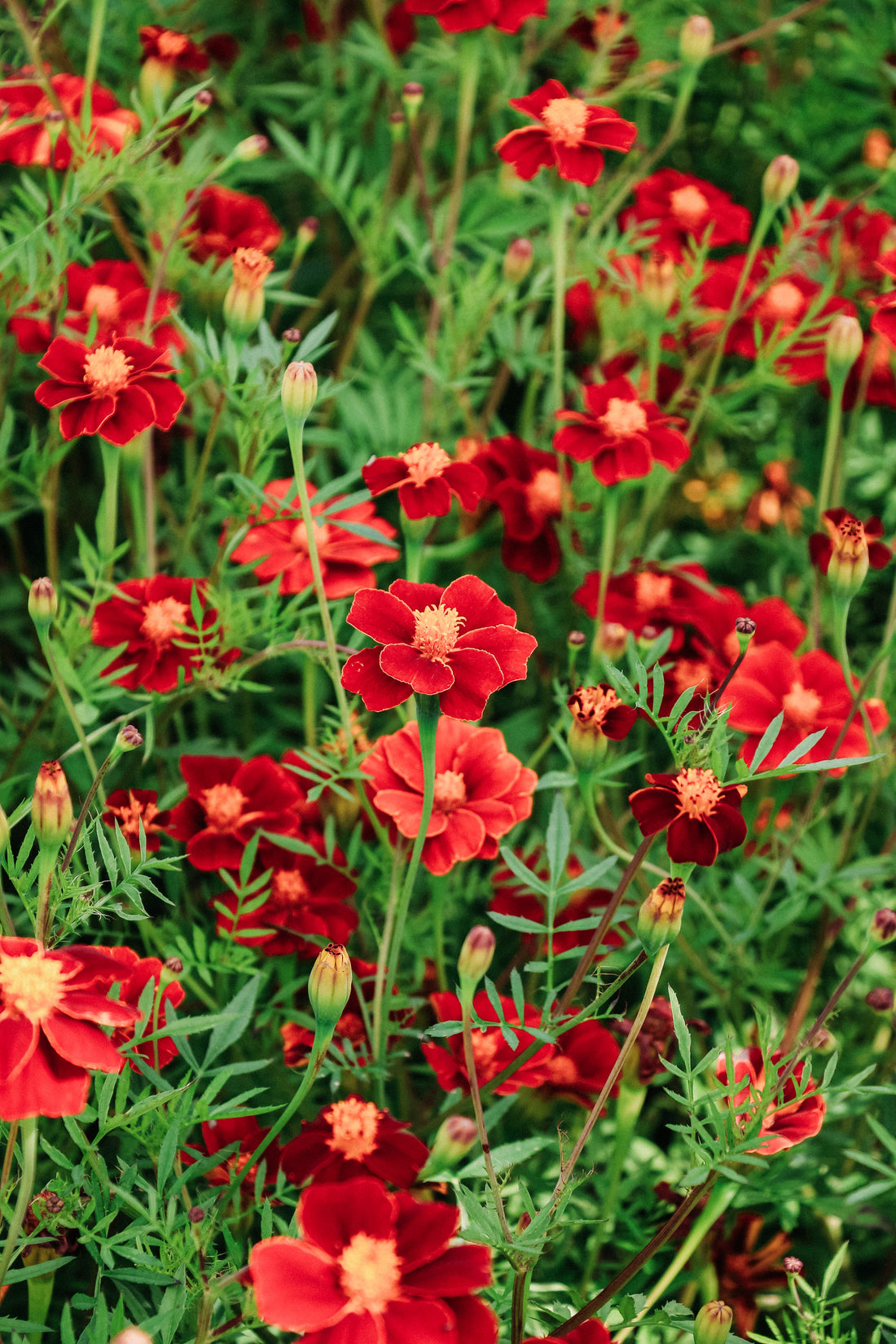 Tagetes patula linnaeus &