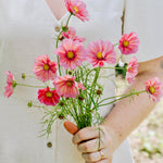 Cosmos bipinnatus 'xsenia'-Angelo
