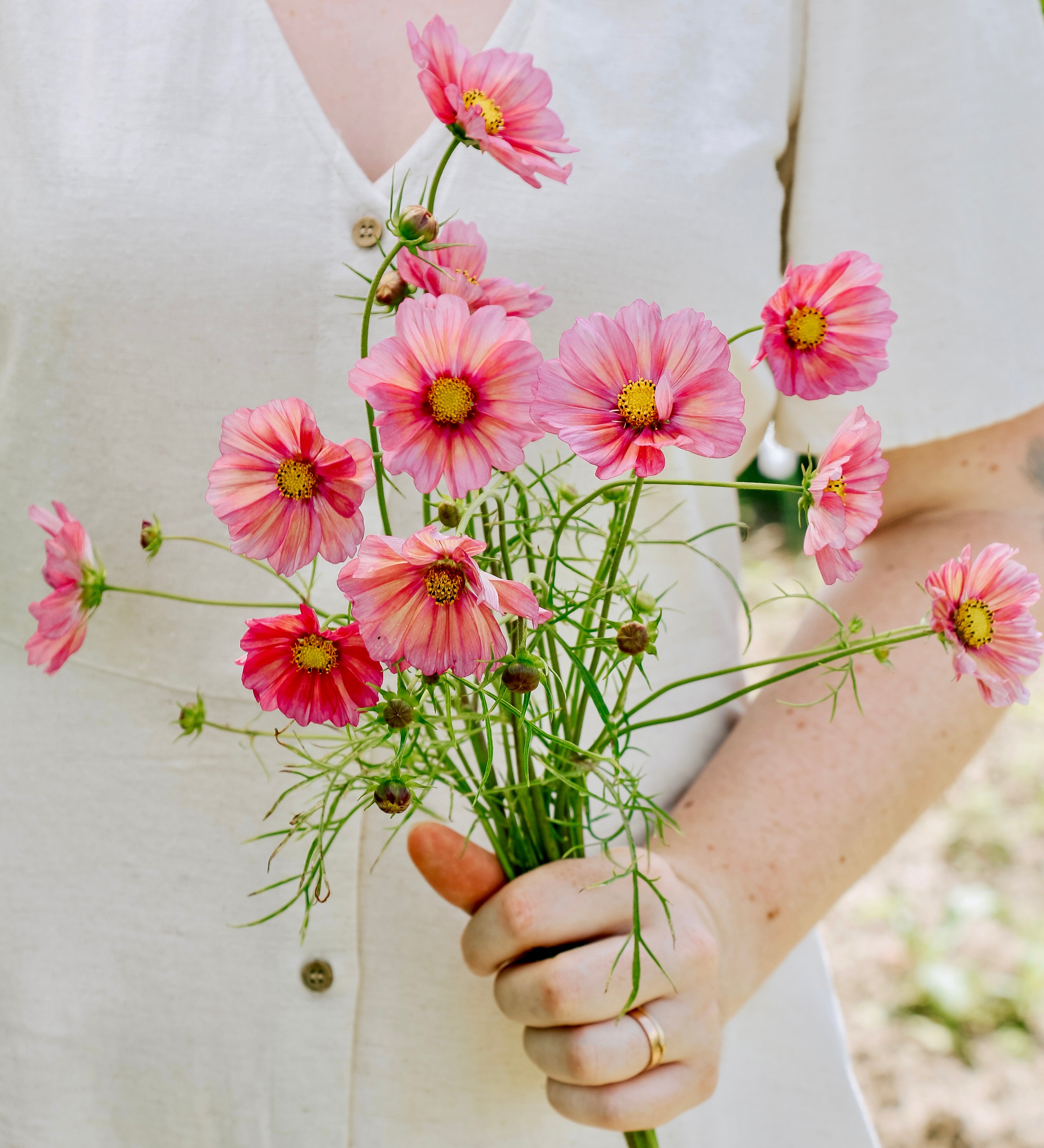 Cosmos bipinnatus 'xsenia'-Angelo