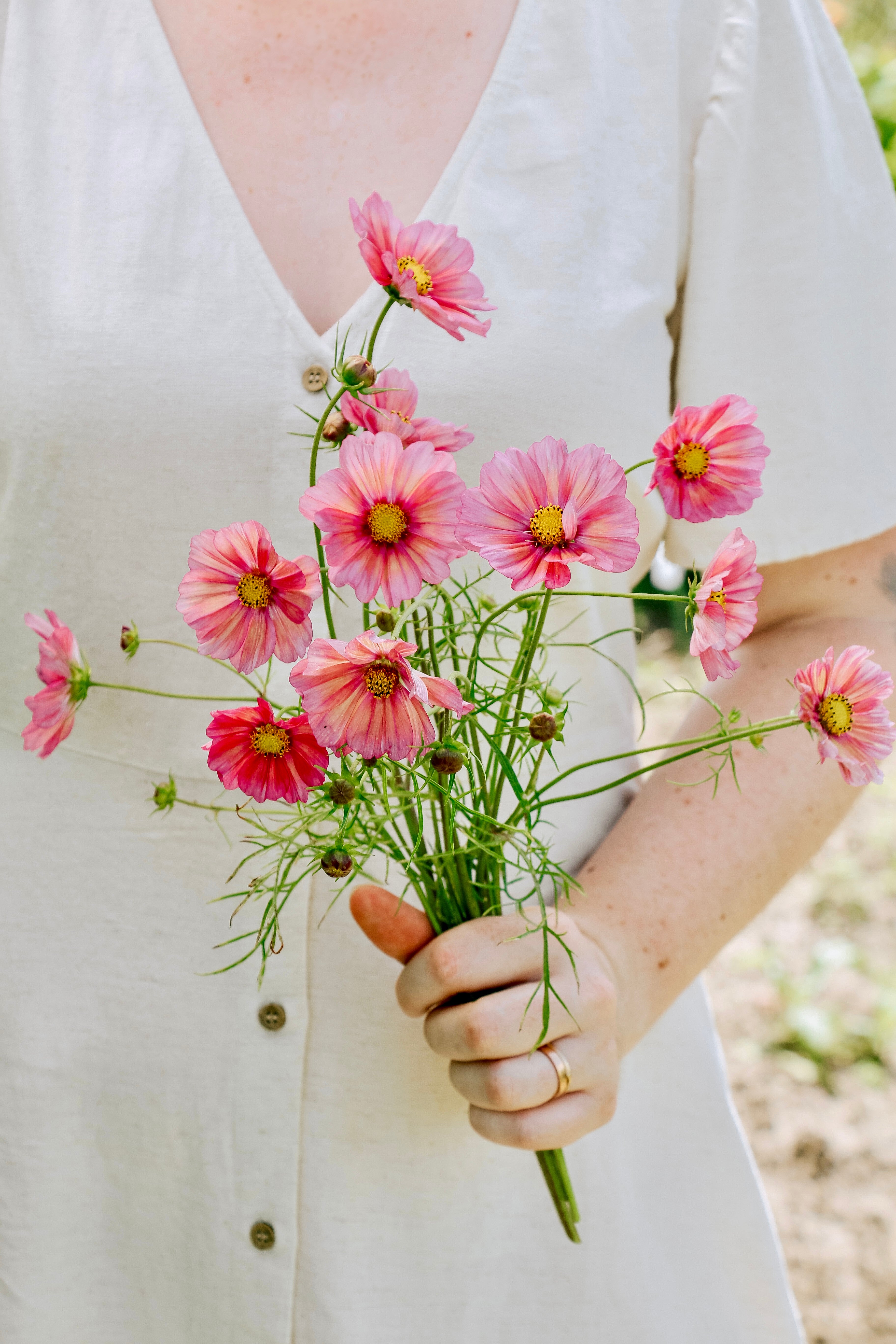 Cosmos bipinnatus 'xsenia'-Angelo