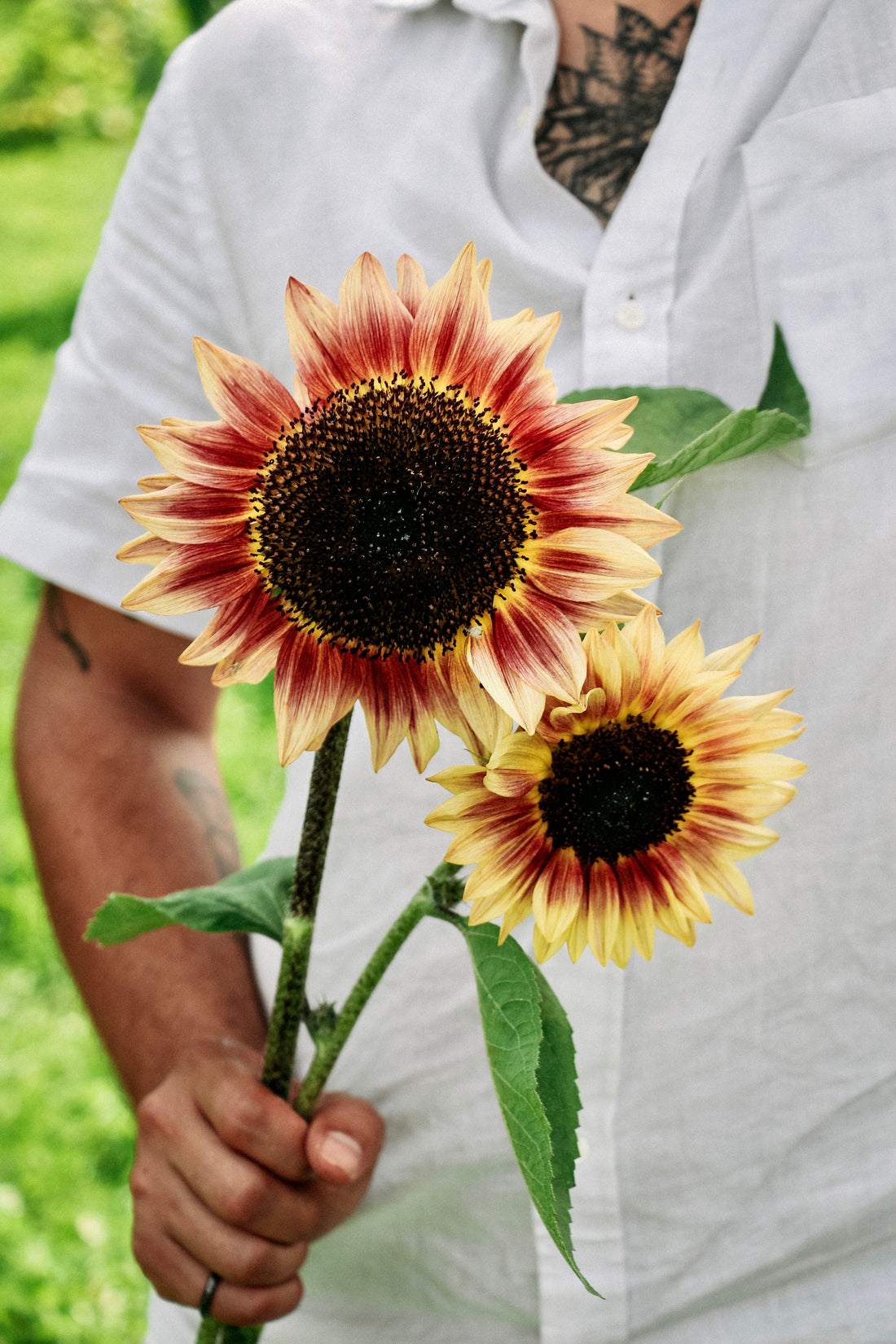 Helianthus annuus &