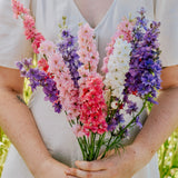 Delphinium consolida 'Imperial Mixed'-Angelo
