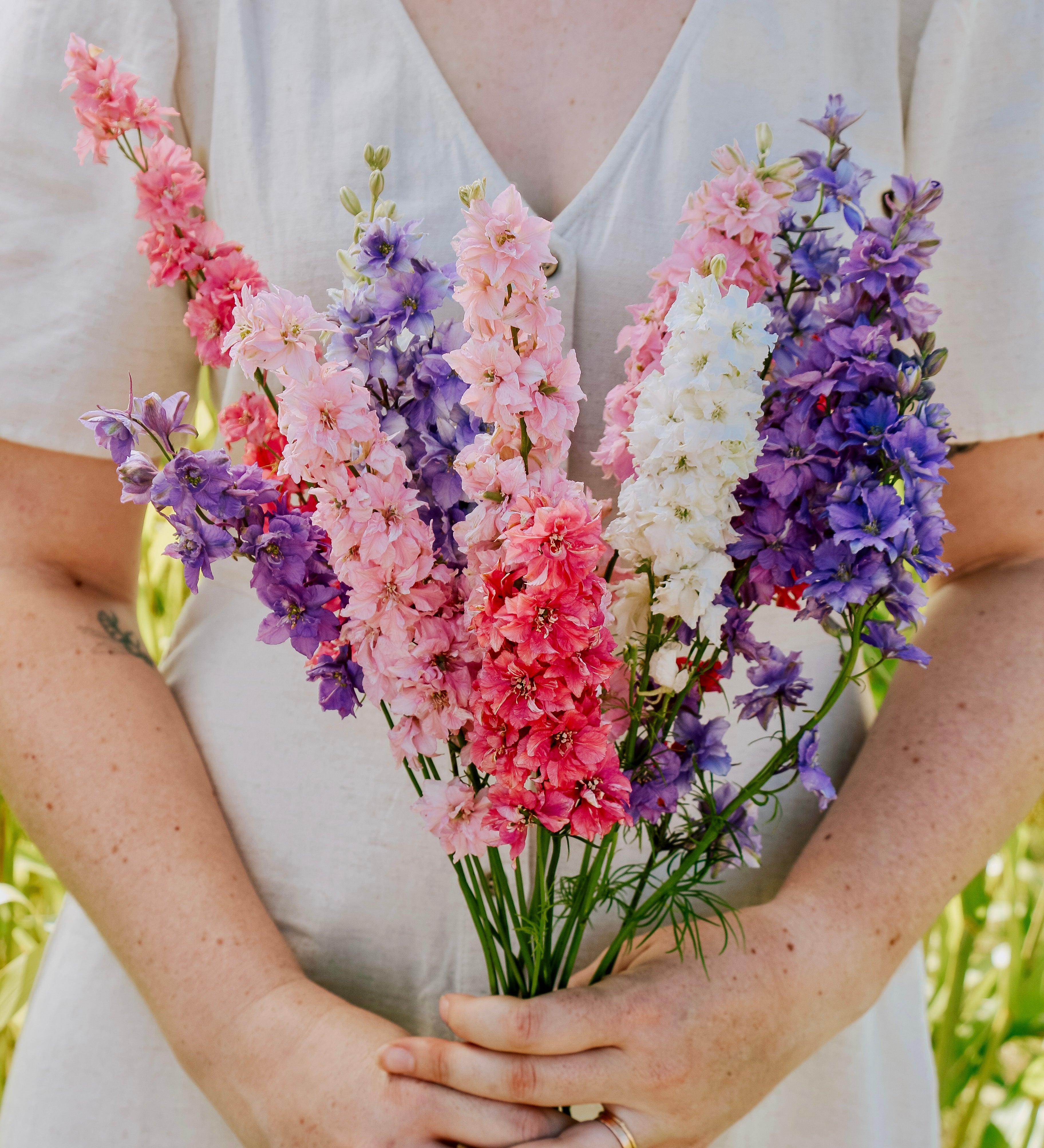 Delphinium consolida 'Imperial Mixed'-Angelo
