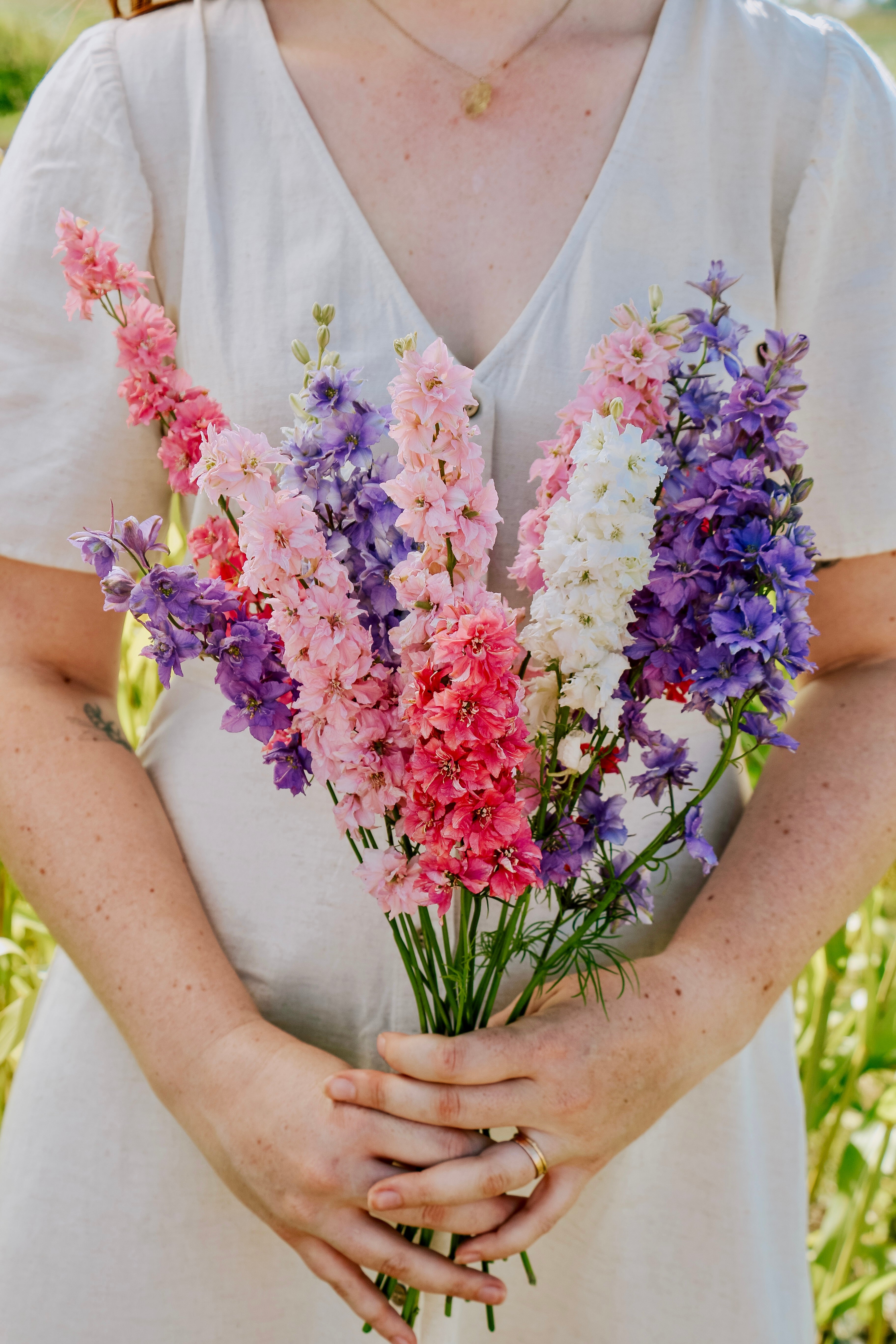 Delphinium consolida 'Imperial Mixed'-Angelo