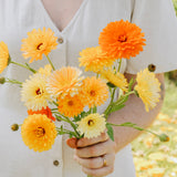 Calendula officinalis 'tall double mixed'-Angelo