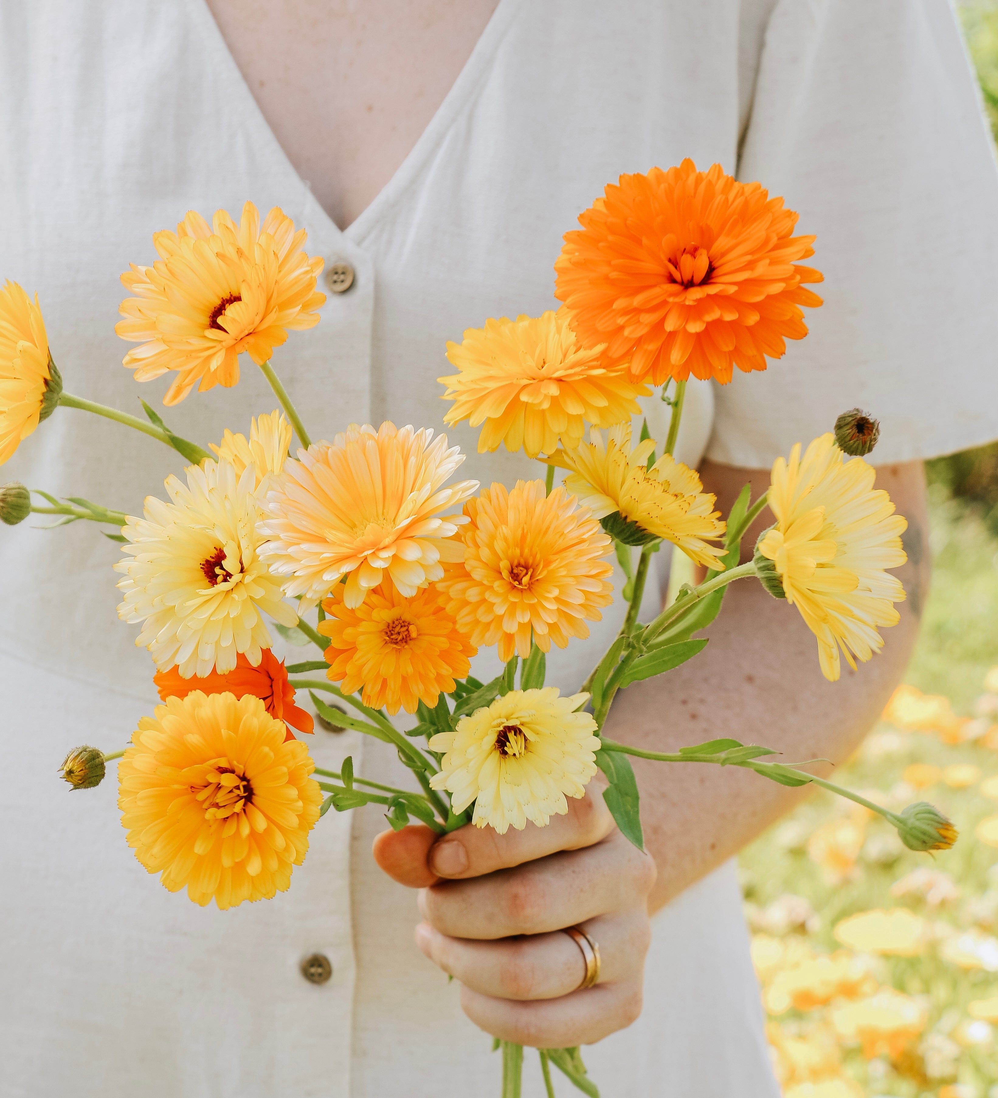 Calendula officinalis 'tall double mixed'-Angelo
