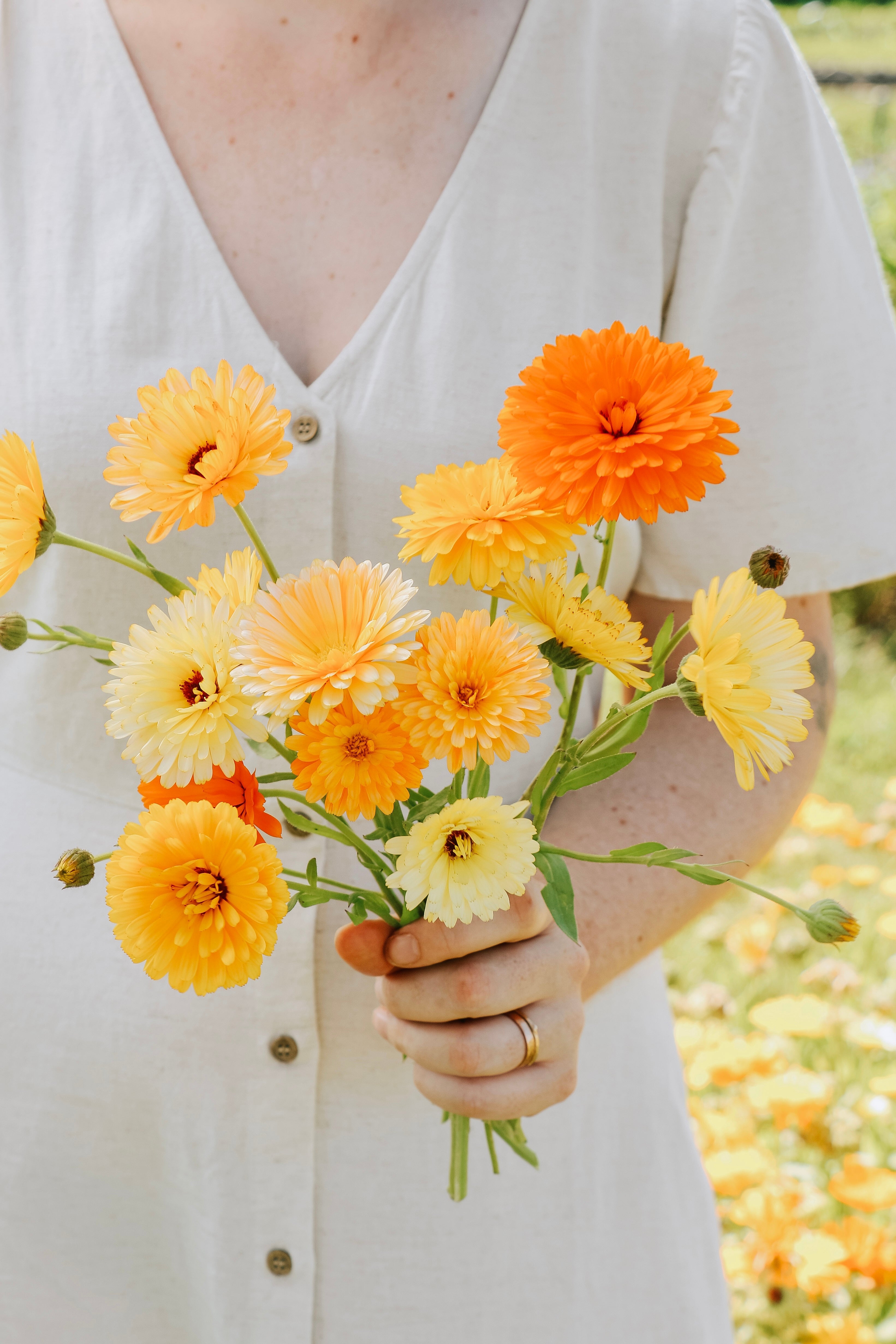 Calendula officinalis 'tall double mixed'-Angelo