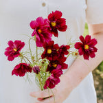 Cosmos bipinnatus 'Fandango'-Angelo