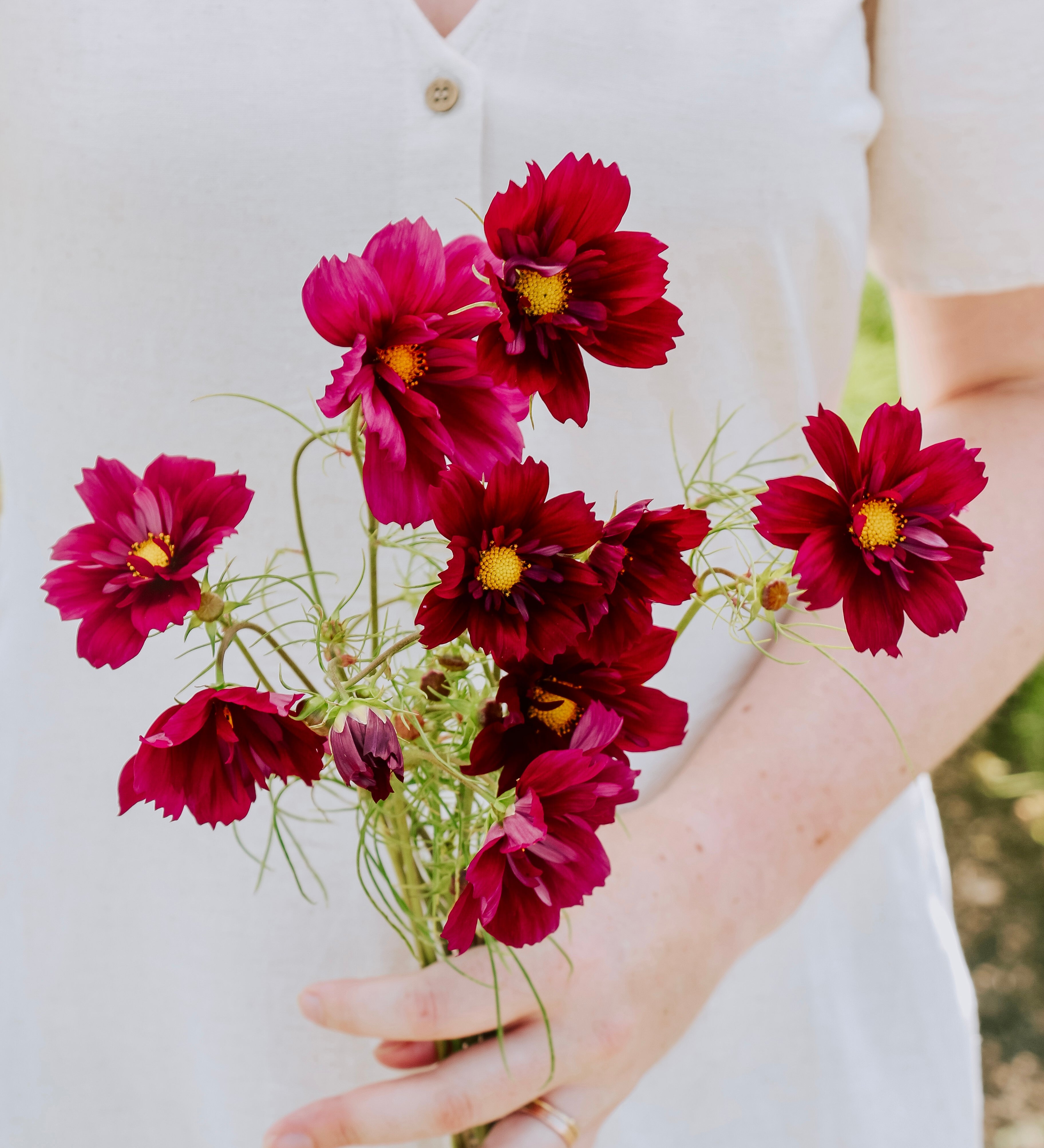 Cosmos bipinnatus 'Fandango'-Angelo