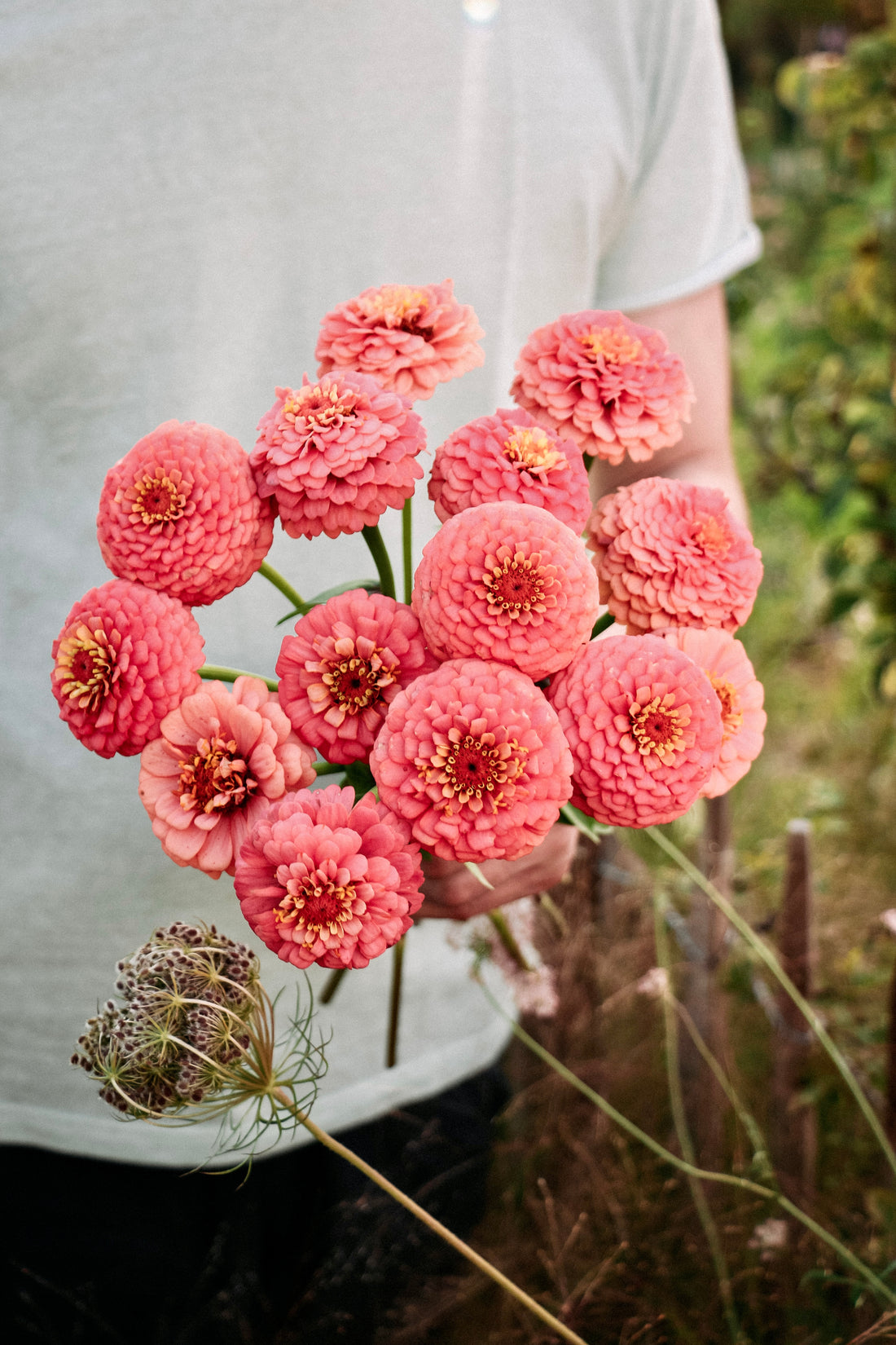 Zinnia elegans &