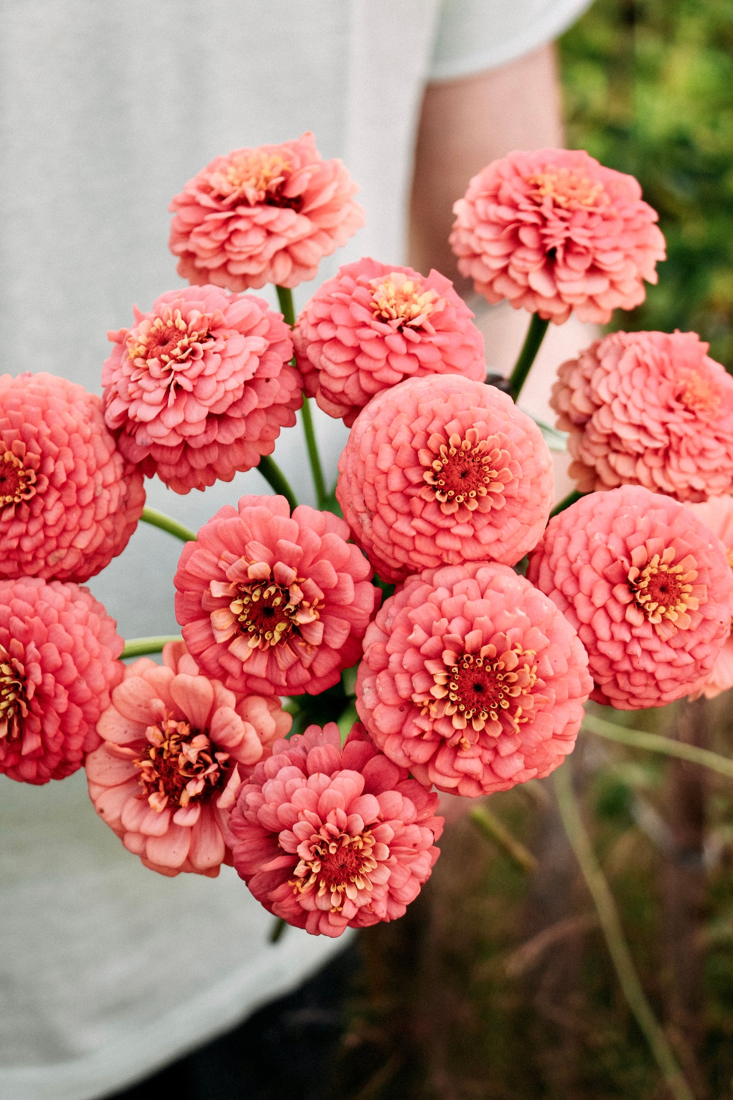 Zinnia elegans &