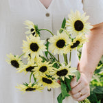Helianthus debilis 'Soluna cream'-Angelo