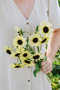 Helianthus debilis 'Soluna cream'-Angelo