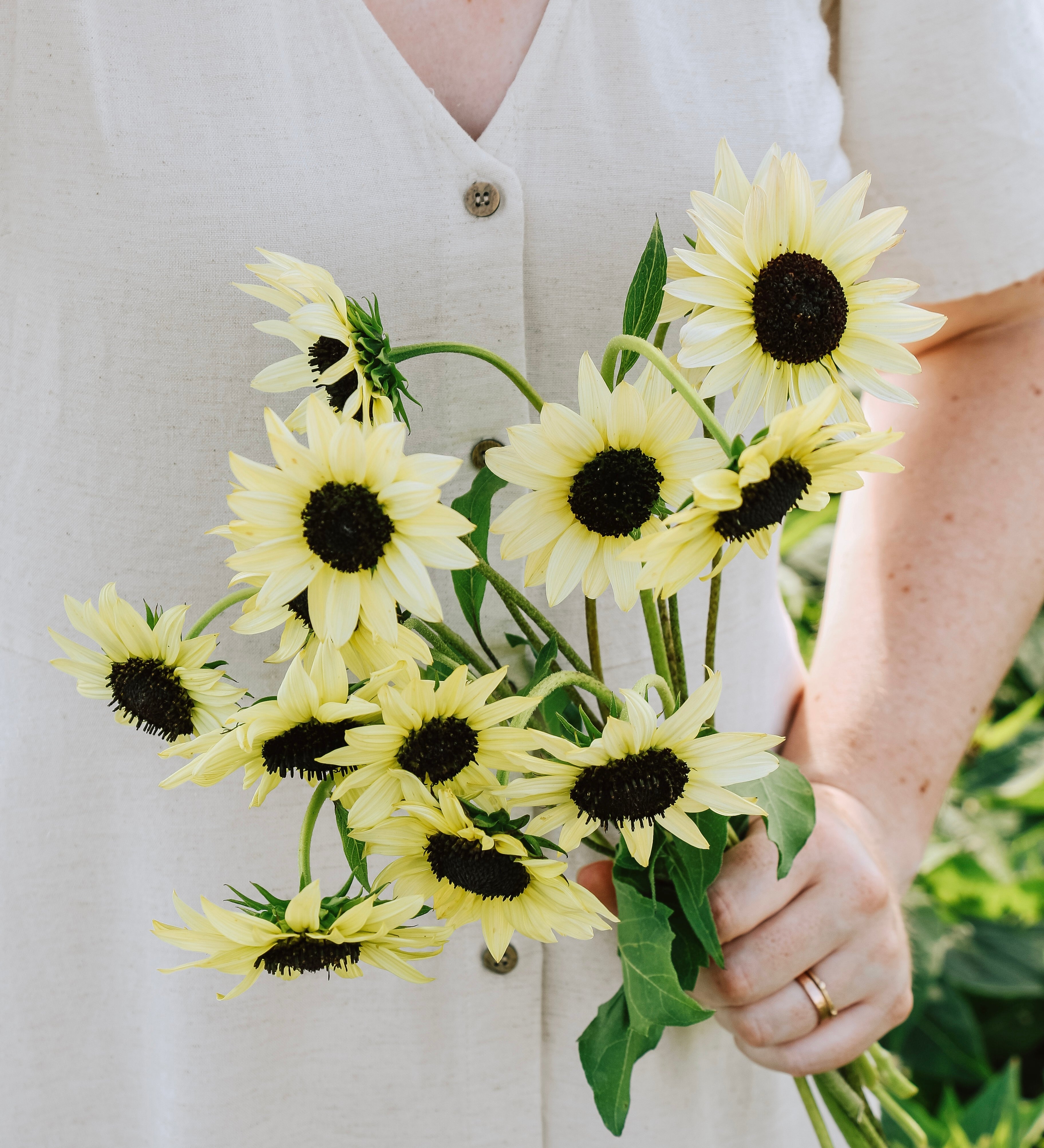 Helianthus debilis 'Soluna cream'-Angelo