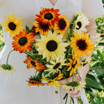 Helianthus debilis 'soluna mix'-Angelo