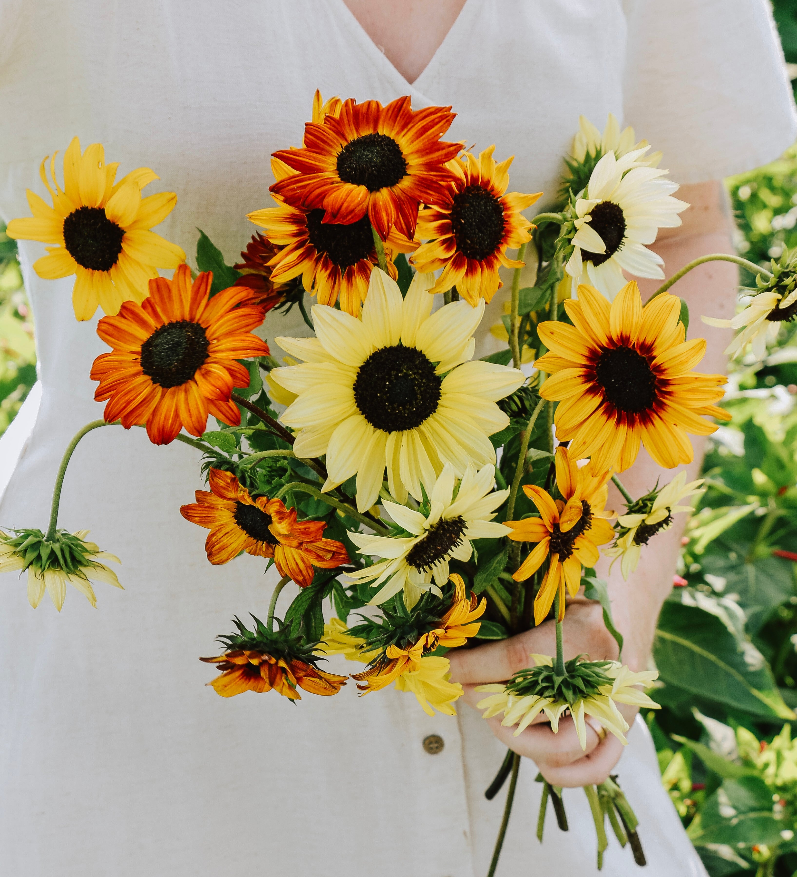 Helianthus debilis 'soluna mix'-Angelo