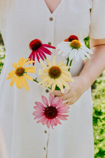 Echinacea purpurea 'paradiso tall mix'-Angelo