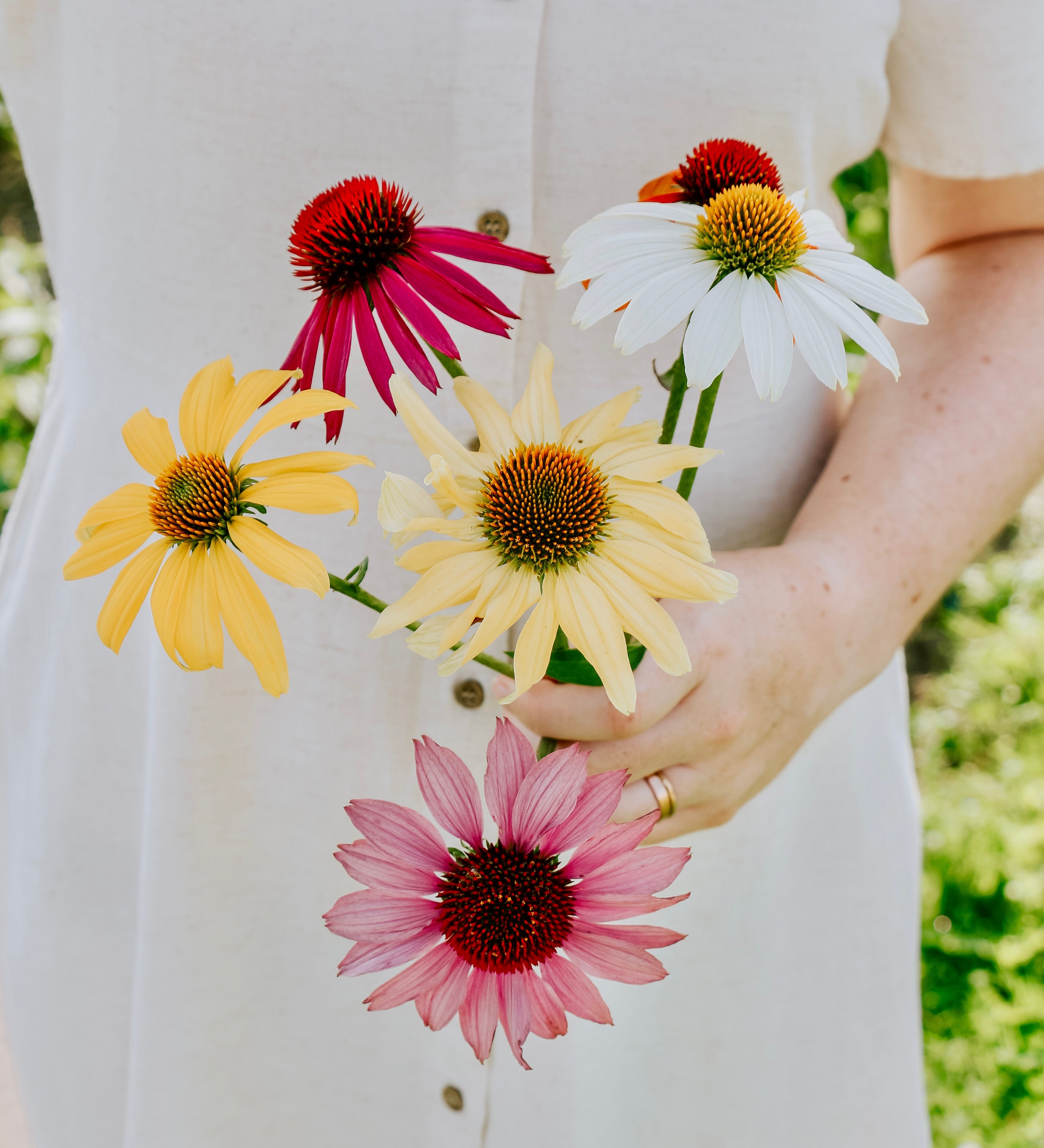 Echinacea purpurea 'paradiso tall mix'-Angelo