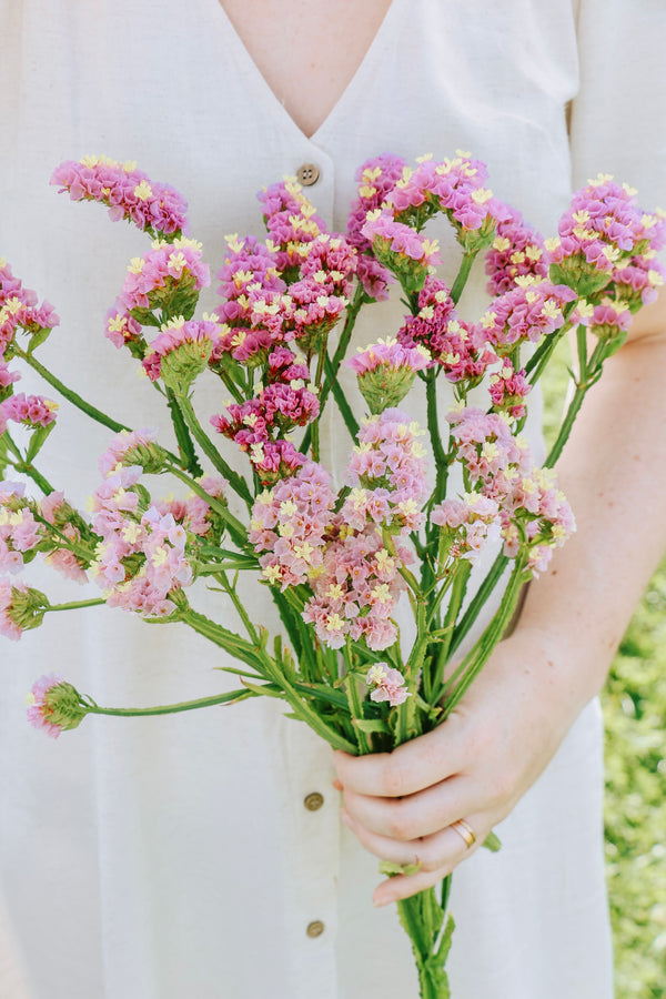 Limonium sinuatum 'Forever Happy'