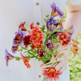 Salpiglossis sinuata 'Mix'