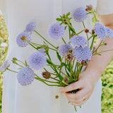 Didiscus caeruleus 'lace blue'-Angelo