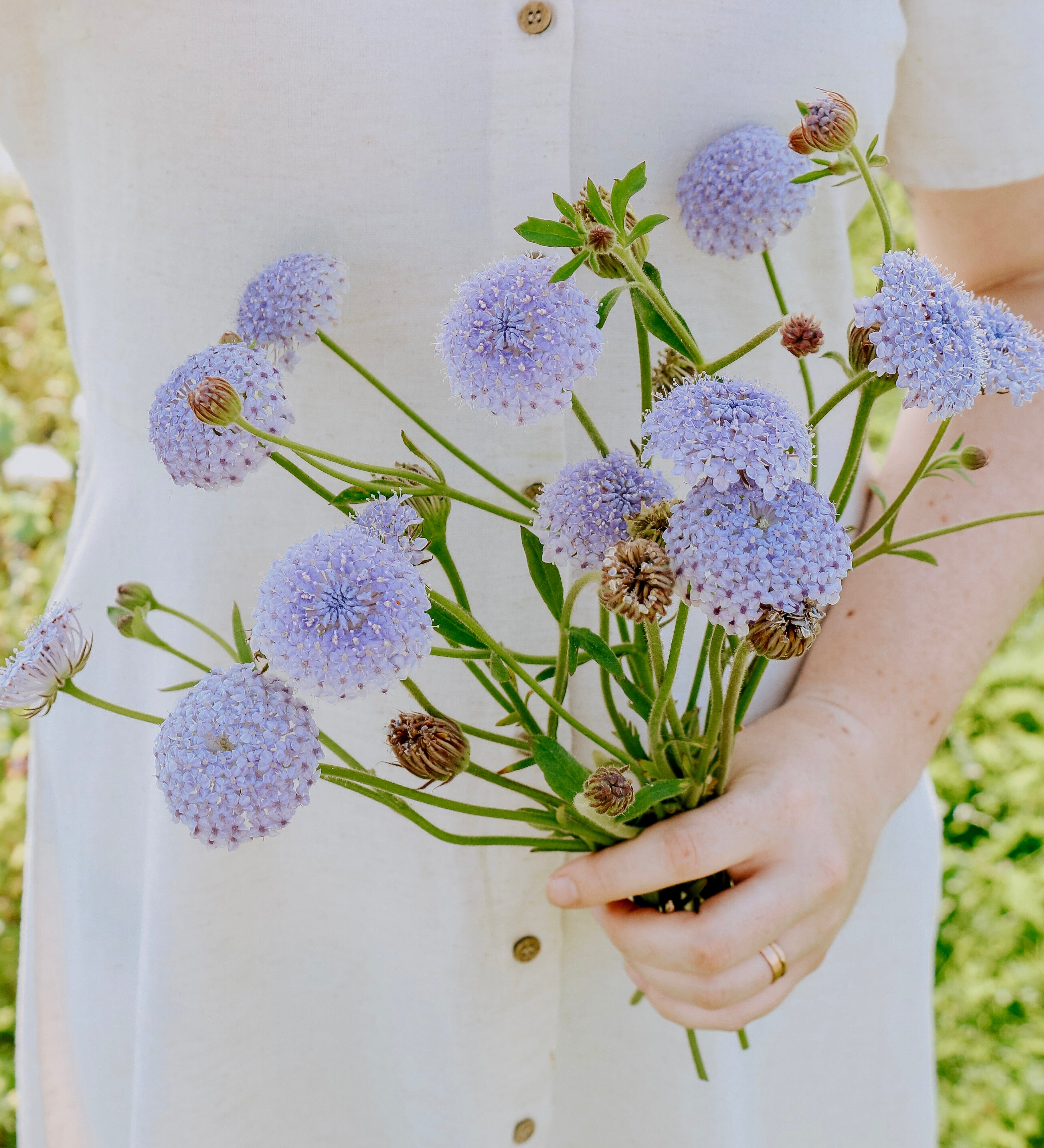Didiscus caeruleus 'lace blue'-Angelo