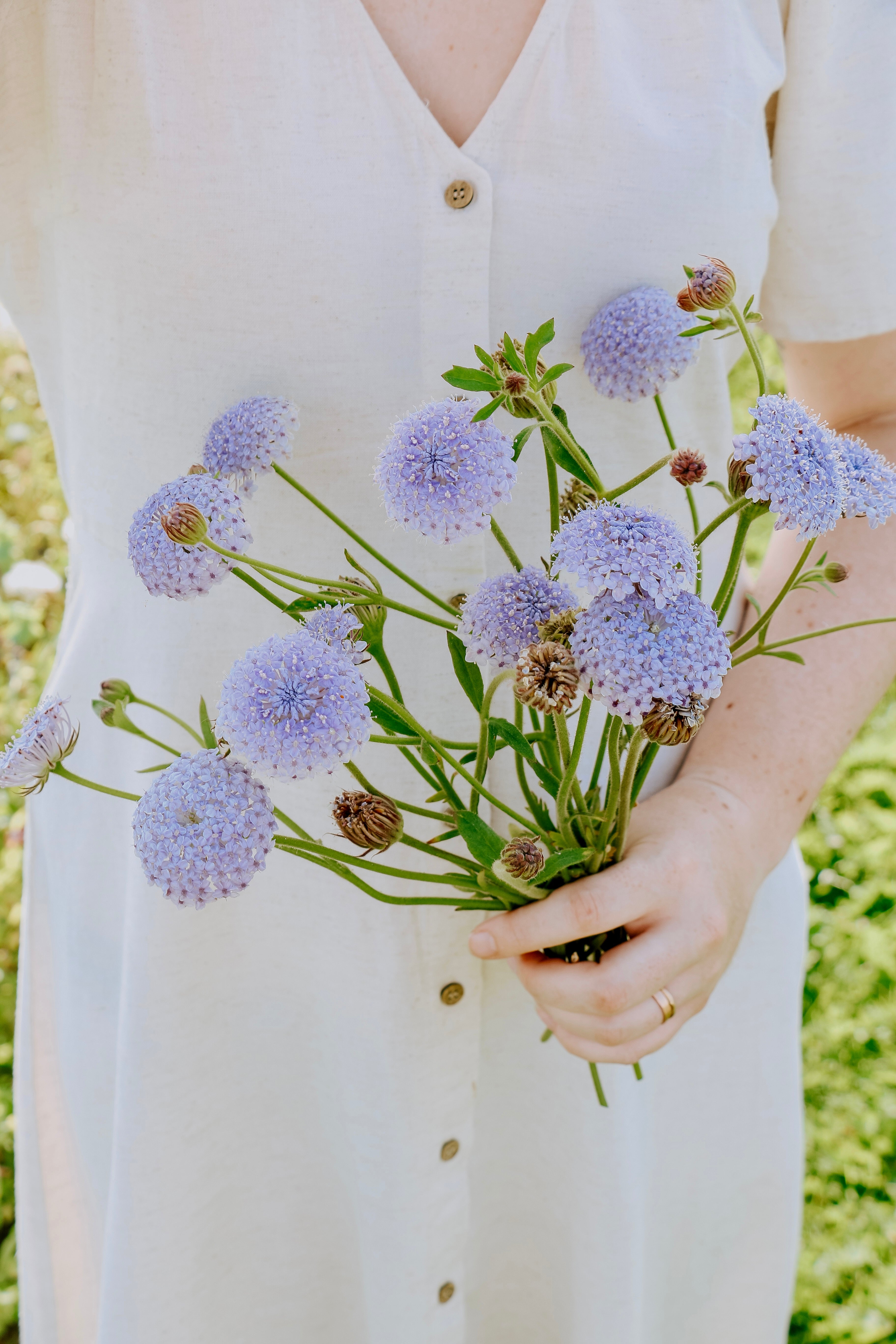 Didiscus caeruleus 'lace blue'-Angelo