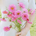 Cosmos bipinnatus 'double dutch rose'-Angelo