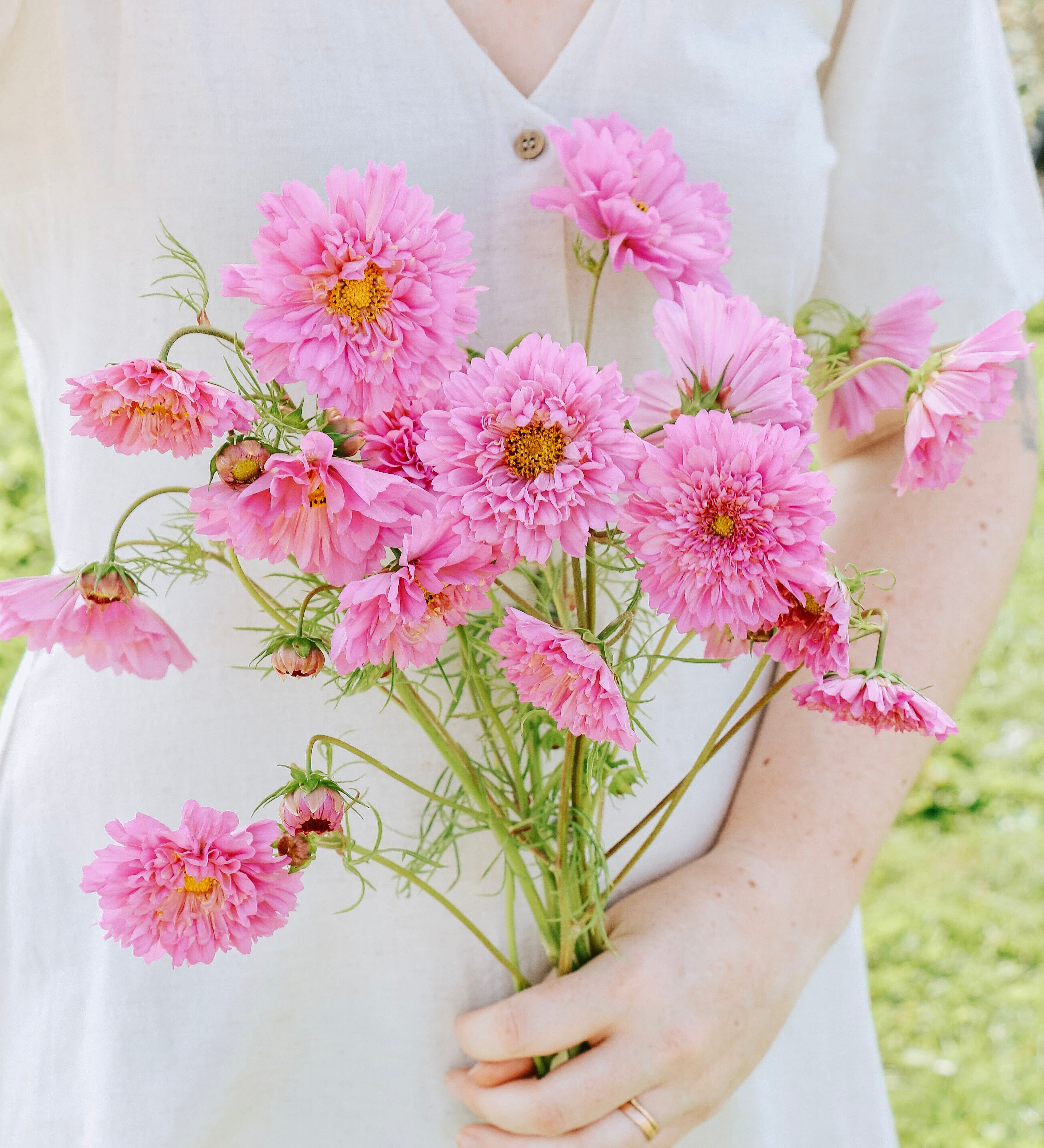 Cosmos bipinnatus 'double dutch rose'-Angelo