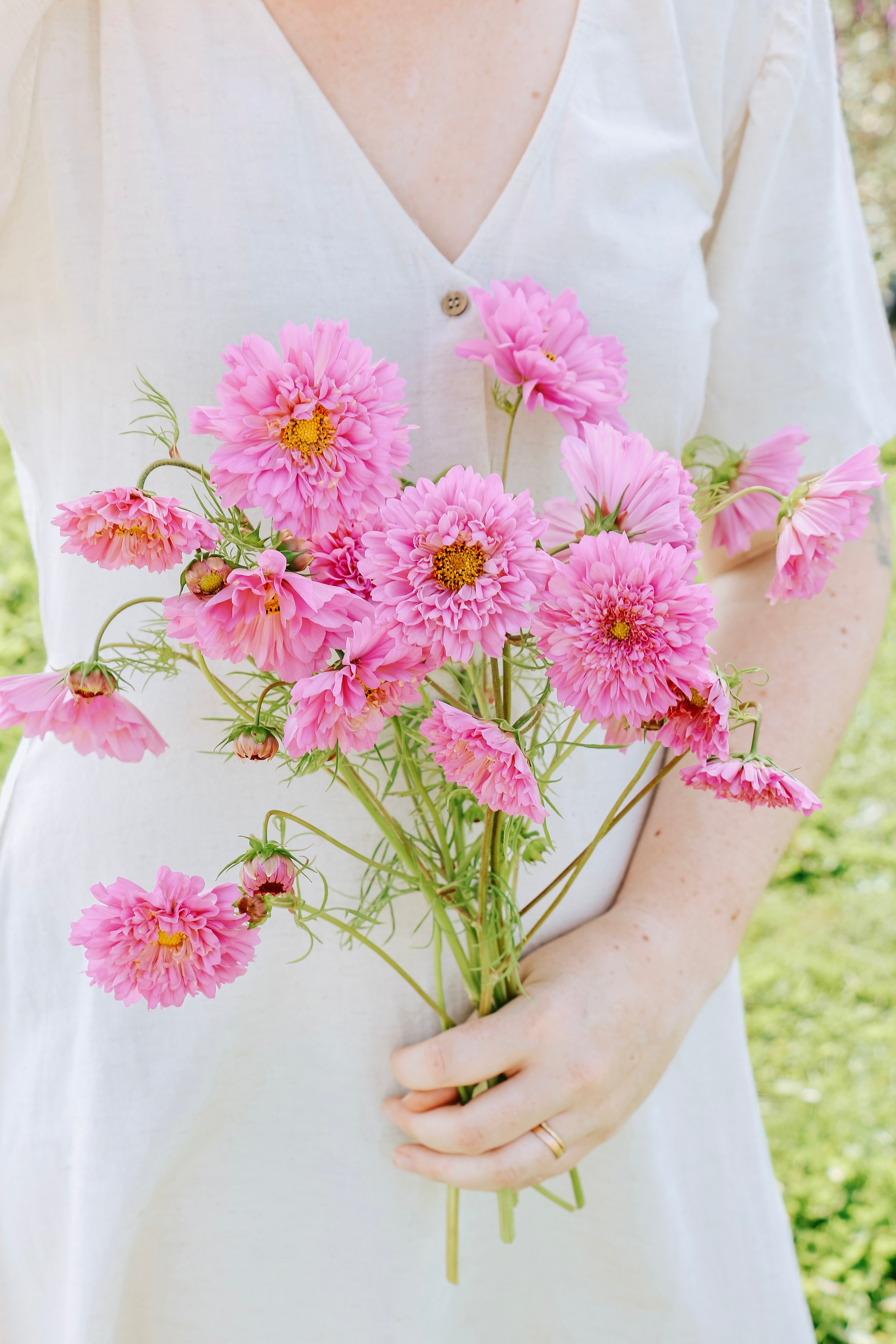 Cosmos bipinnatus 'double dutch rose'-Angelo