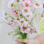 Cosmos bipinnatus 'fizzy rose picotee'-Angelo