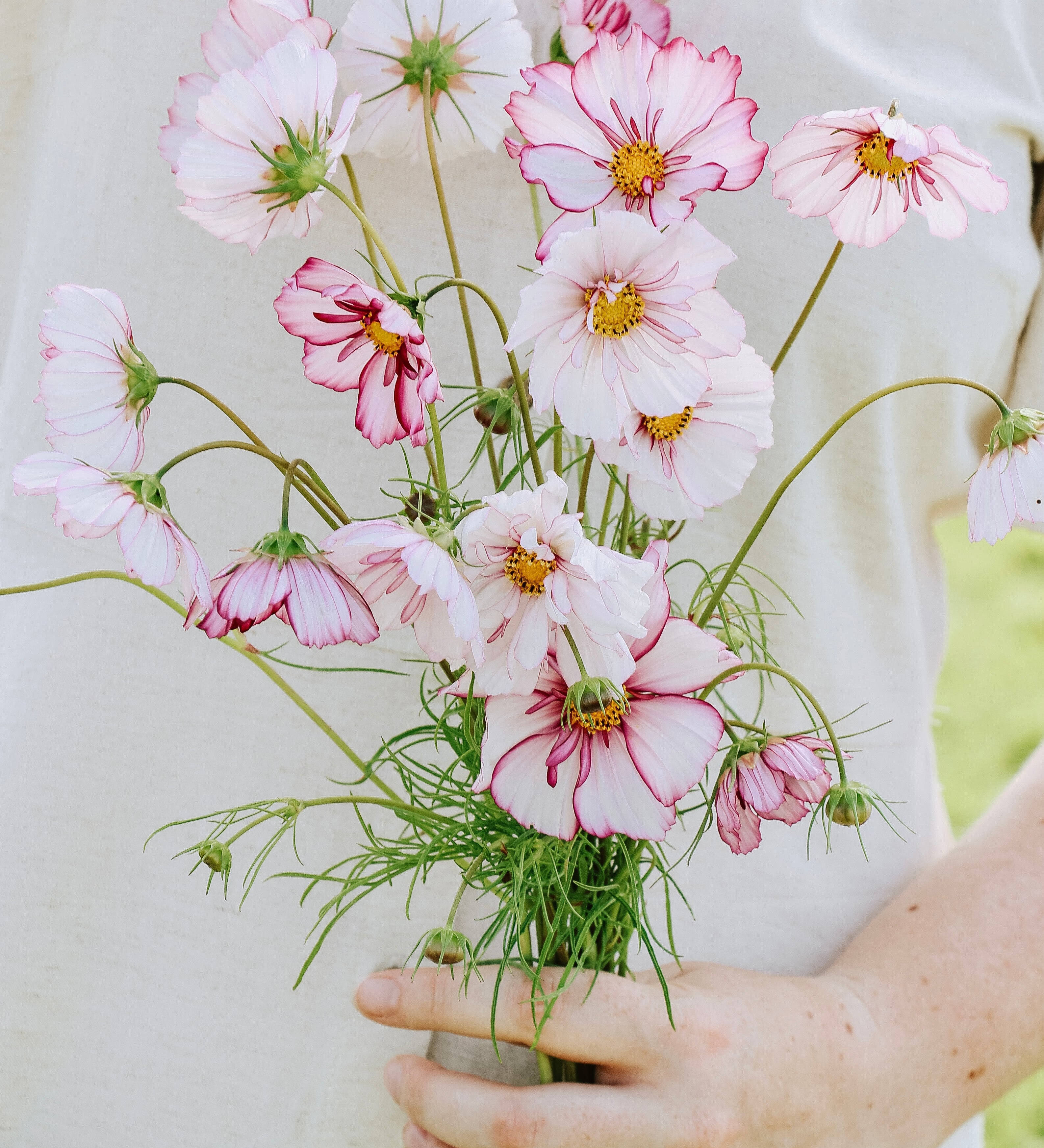Cosmos bipinnatus 'fizzy rose picotee'-Angelo
