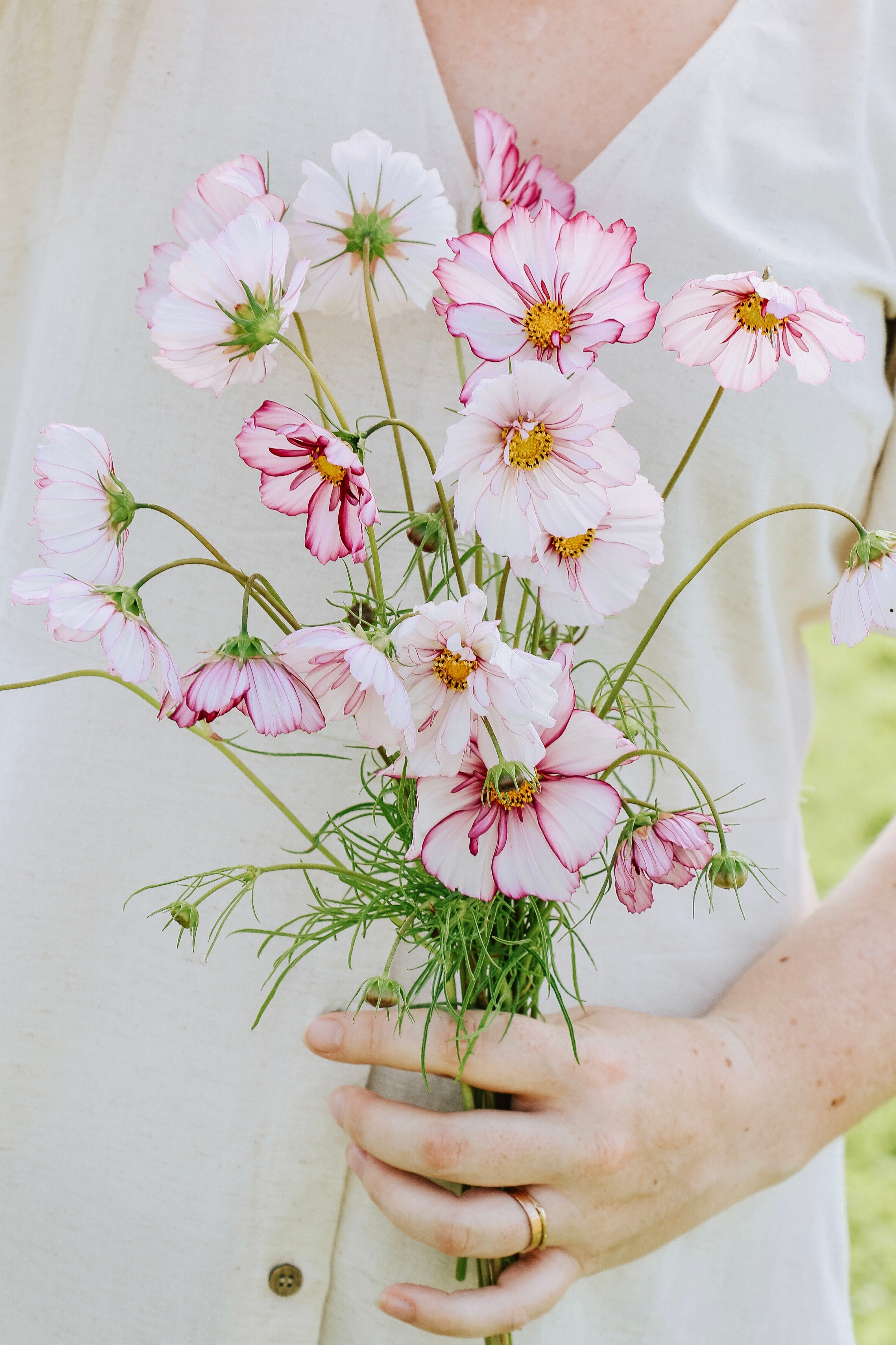 Cosmos bipinnatus 'fizzy rose picotee'-Angelo