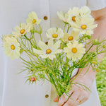 Cosmos bipinnatus 'kiiro'-Angelo