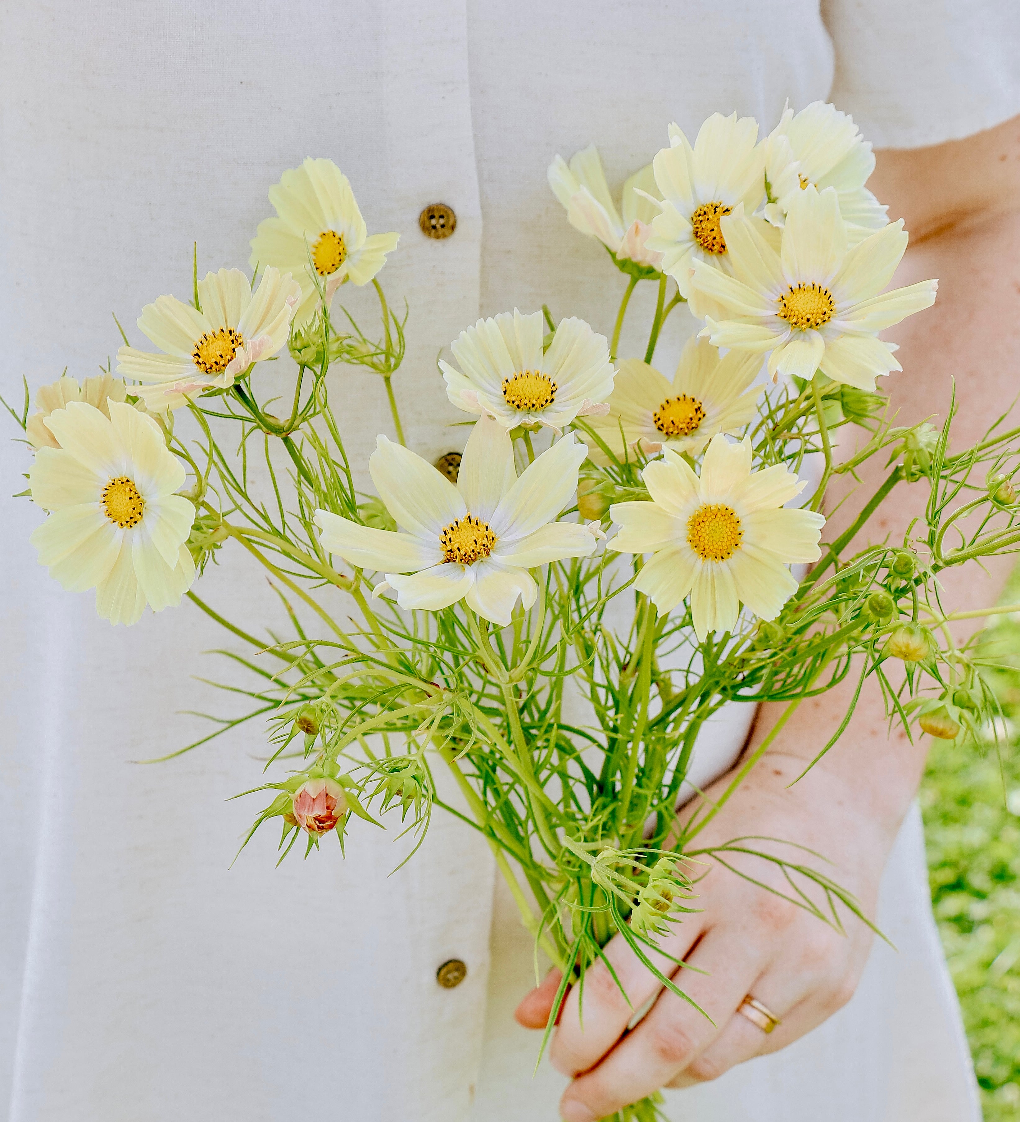 Cosmos bipinnatus 'kiiro'-Angelo