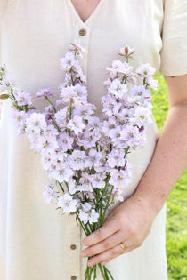 Delphinium consolida 'fancy smokey eyes'-Angelo